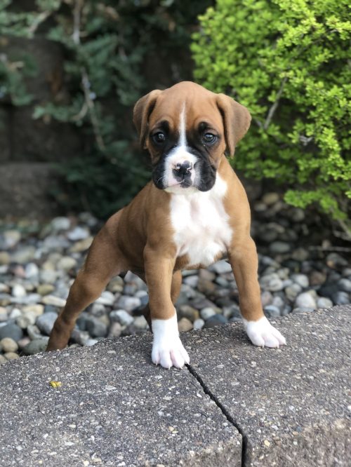Healthy Boxer Puppies (267) 820-9095 or amandamoore339@gmail.com Image eClassifieds4u