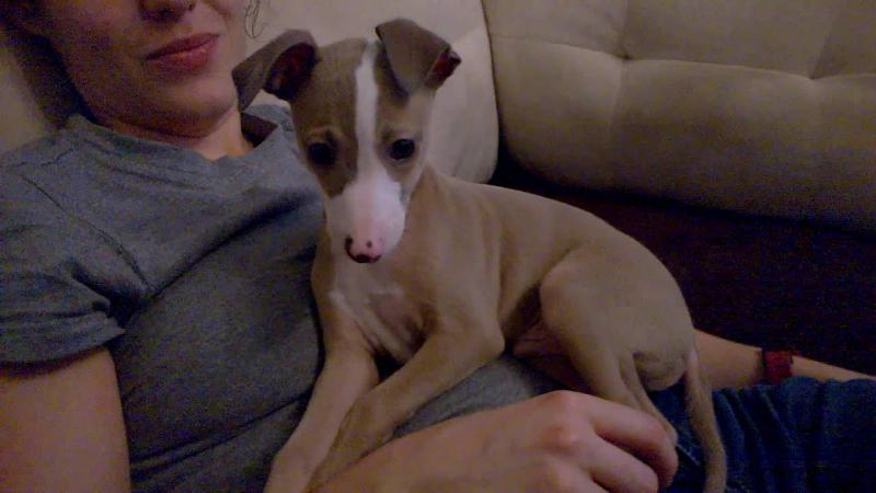 Italian Greyhound Puppies Available (267) 820-9095 or amandamoore339@gmail.com Image eClassifieds4u