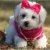 Lovely Bichon frise puppies Image eClassifieds4u