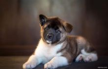 Akita Puppies available. (267) 820-9095 or amandamoore339@gmail.com Image eClassifieds4U