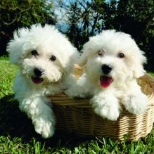 Bichon Frise Puppies Available (267) 820-9095 or amandamoore339@gmail.com Image eClassifieds4U