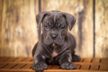 Cane corso puppies 281-768-7076 or amandamoore339@gmail.com Image eClassifieds4U