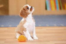 Cavalier King Charles Spaniel Puppies Available 281-768-7076 or amandamoore339@gmail.com Image eClassifieds4U