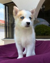 Gorgeous male and female Siberian Husky Puppies for adoption Image eClassifieds4U