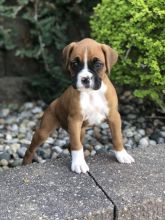 Healthy Boxer Puppies (267) 820-9095 or amandamoore339@gmail.com Image eClassifieds4U