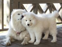 Samoyed Puppies Ready (267) 820-9095 or amandamoore339@gmail.com Image eClassifieds4U
