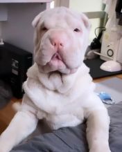 Shar Pei puppies Available (267) 820-9095 or amandamoore339@gmail.com Image eClassifieds4u 2