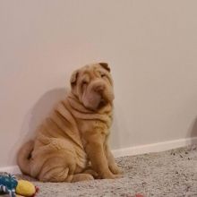 Shar Pei puppies Available (267) 820-9095 or amandamoore339@gmail.com Image eClassifieds4u 3