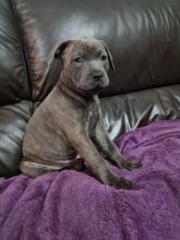 Staffordshire Terrier puppies (267) 820-9095 or amandamoore339@gmail.com Image eClassifieds4U