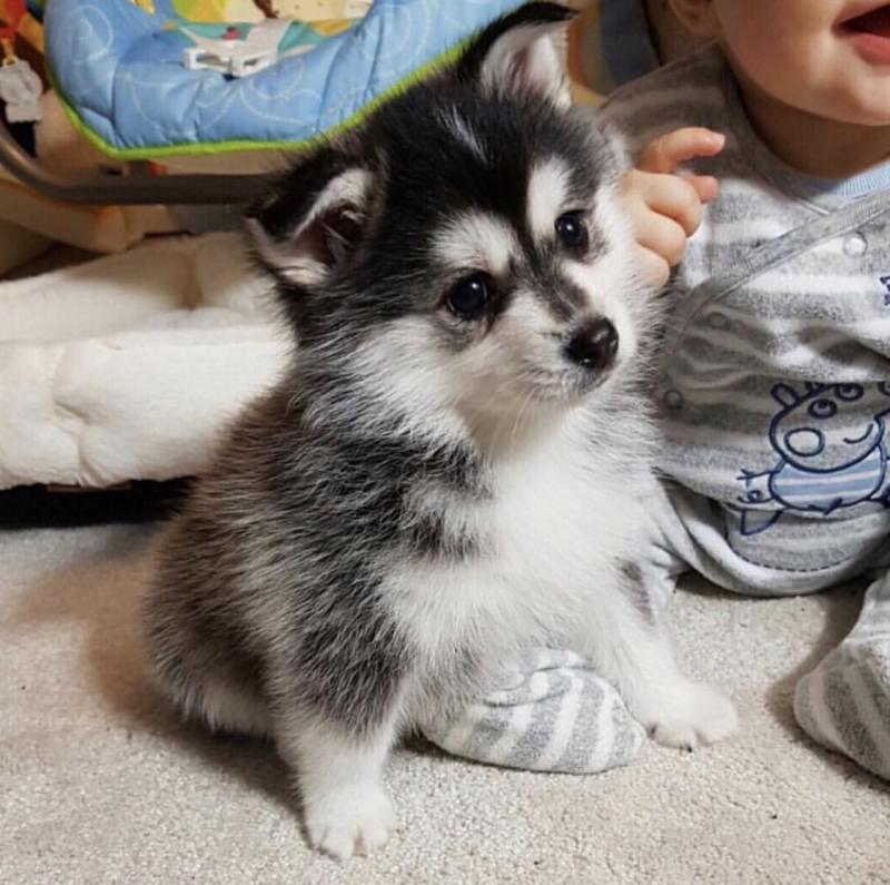 Pomsky Puppies Ready (267) 820-9095 or amandamoore339@gmail.com Image eClassifieds4u