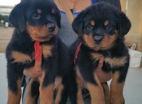 Rottweiler Puppies Available (267) 820-9095 or amandamoore339@gmail.com Image eClassifieds4u