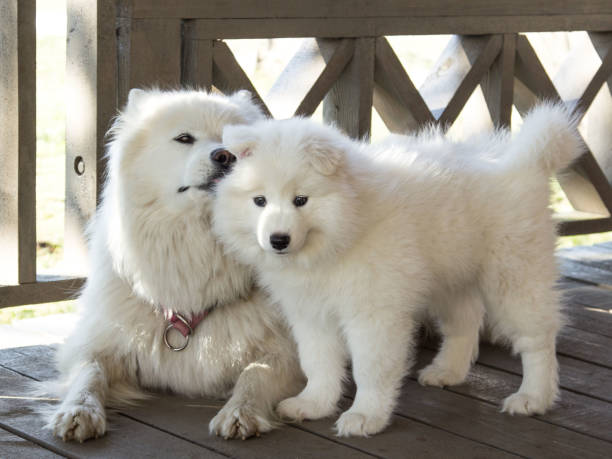 Samoyed Puppies Ready (267) 820-9095 or amandamoore339@gmail.com Image eClassifieds4u