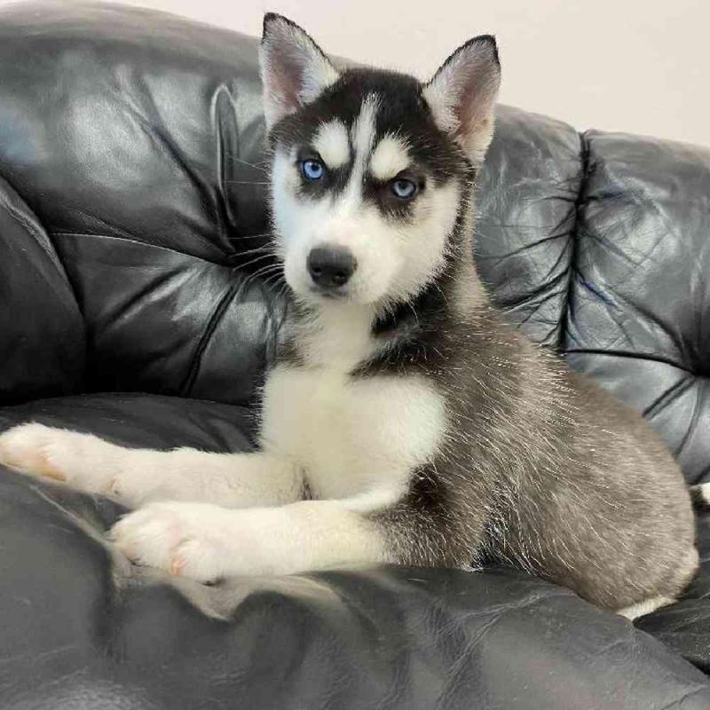 Siberian husky puppies (267) 820-9095 or amandamoore339@gmail.com Image eClassifieds4u