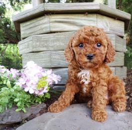 Toy Poodle Puppies available (267) 820-9095 or amandamoore339@gmail.com Image eClassifieds4u