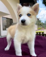 Best Quality Purebred male and female Siberian Husky Puppies for adoption