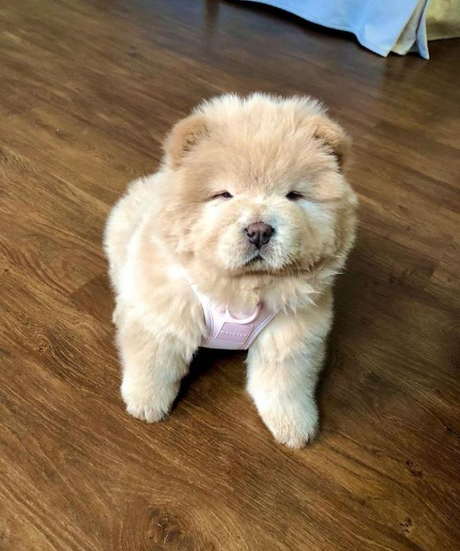 Cute Lovely male and female Chow Chow Puppies for adoption Image eClassifieds4u