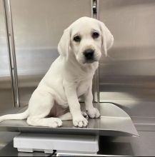 Labrador Puppies Ready For Adoption Image eClassifieds4U