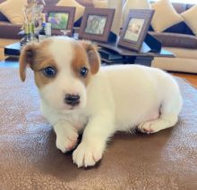 Cute Lovely male and female Rusell Terrier Puppies for adoption