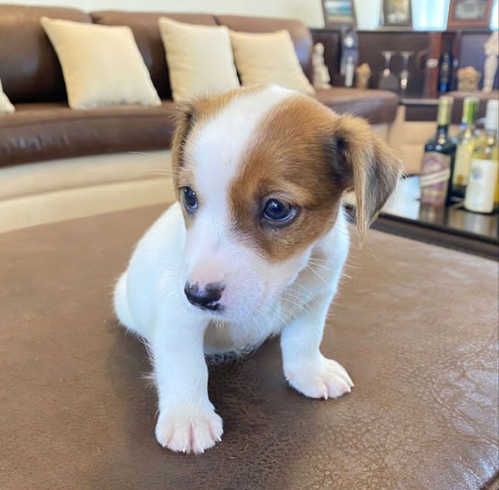 Cute Lovely Rusell Terrier Puppies male and female for adoption Image eClassifieds4u