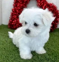 Maltese puppies for Adoption (cynthiamorgan1132@gmail.com) Image eClassifieds4U