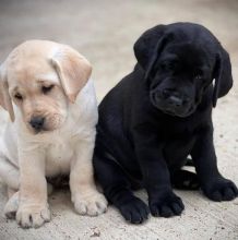 Adorable Male & Female Labrador Retriever Puppies Available