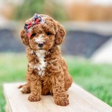 Cavapoo Puppies For Adoption (alishaken896@gmail.com)