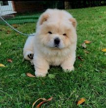 chow chow puppies for adoption (ceva41016@gmail.com)