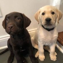 Labrador Retriever Puppies Available for Adoption