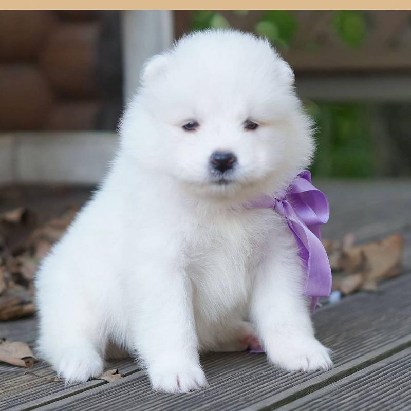 Beautiful Samoyed puppies (emilyrose0081@gmail.com) Image eClassifieds4u