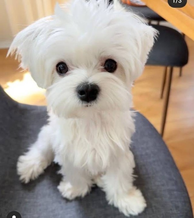 Maltese puppies for Adoption (cynthiamorgan1132@gmail.com) Image eClassifieds4u