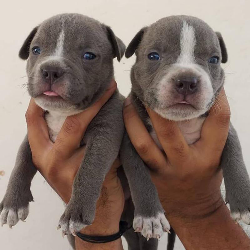 Pitbull puppies for adoption (alishaken91@gmail.com) Image eClassifieds4u