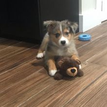 Australian Shepherd Pups for Sale (267) 820-9095 or amandamoore339@gmail.com