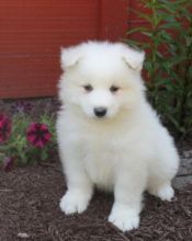 Beautiful Samoyed puppies