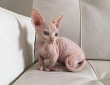 Beautiful Sphynx kittens