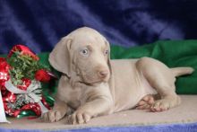 Cute and lovely male and female Weimaraner Puppies