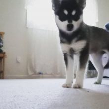 KC Reg Alaskan Klee Kai Pups Available (267) 820-9095 or amandamoore339@gmail.com