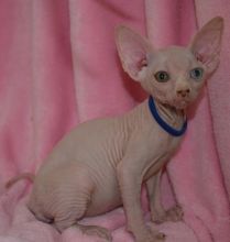 Lovely 12 weeks old Sphynx kittens