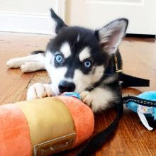 Lovely Alaskan Klee Kai Puppies for sale (267) 820-9095 or amandamoore339@gmail.com