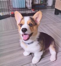 Male and female Pembroke Welsh Corgi puppies