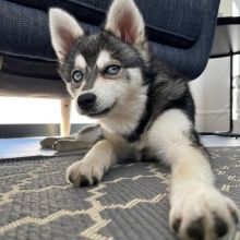 Trained Alaskan Klee Kai Puppies Available (267) 820-9095 or amandamoore339@gmail.com