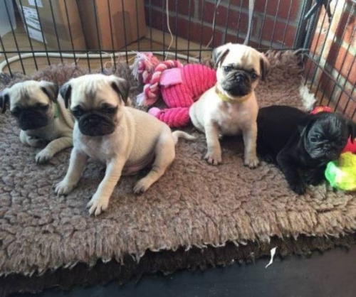 Adorable Pug puppies available Image eClassifieds4u