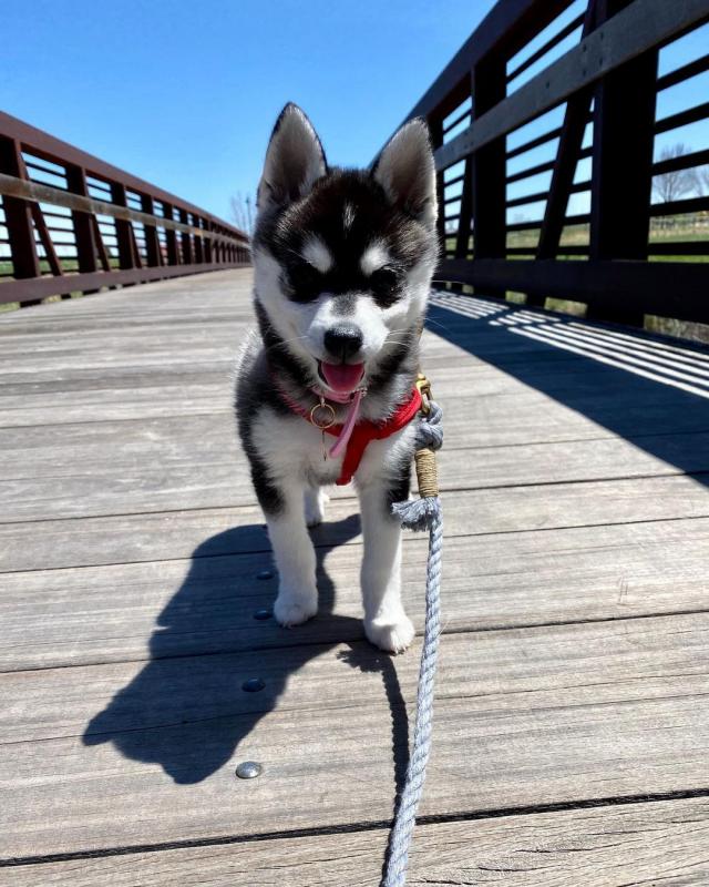Alaskan Klee Kai Puppies (267) 820-9095 or amandamoore339@gmail.com Image eClassifieds4u