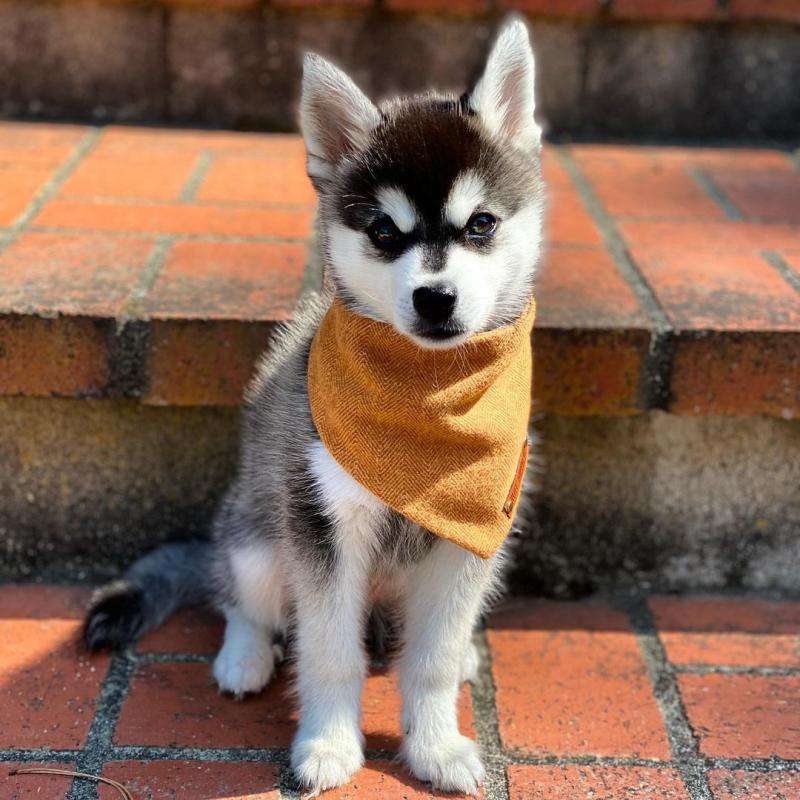 Alaskan Klee Kai Puppies Available (267) 820-9095 or amandamoore339@gmail.com Image eClassifieds4u