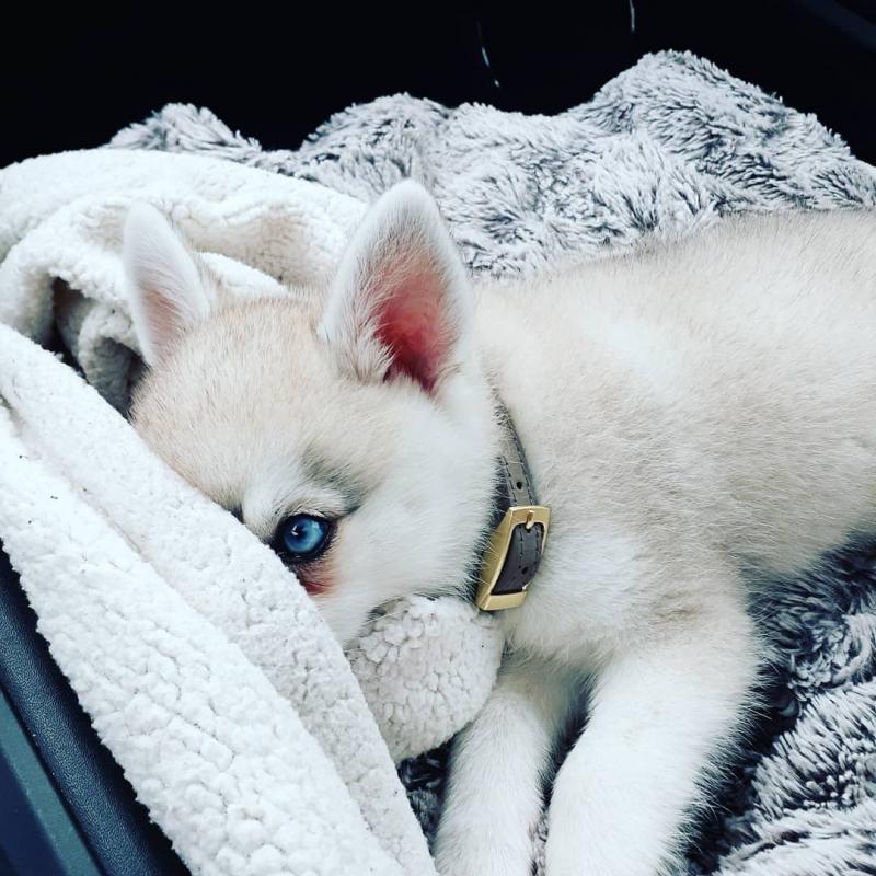 Alaskan Klee Kai puppies ready (267) 820-9095 or amandamoore339@gmail.com Image eClassifieds4u