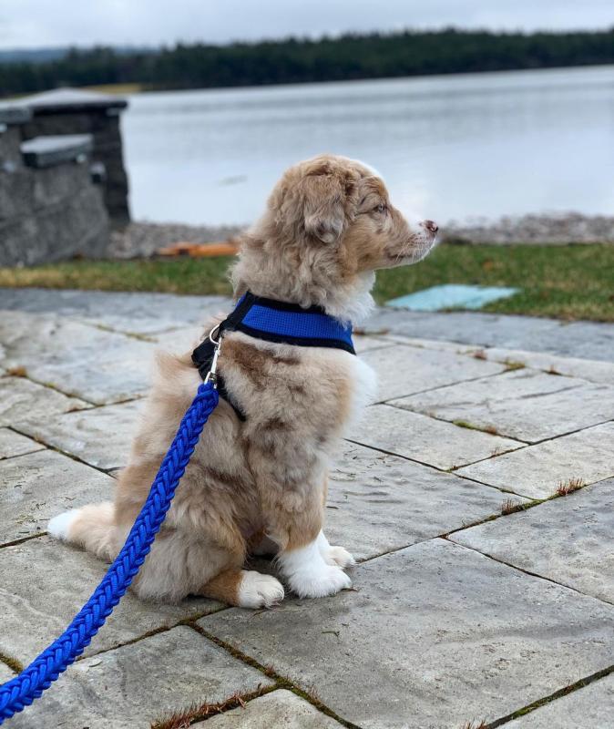 Australian Shepherd CKC Reg (267) 820-9095 or amandamoore339@gmail.com Image eClassifieds4u