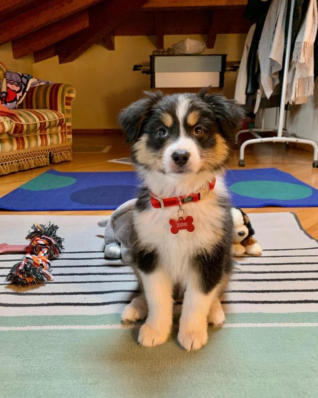 Australian Shepherd Puppies (267) 820-9095 or amandamoore339@gmail.com Image eClassifieds4u