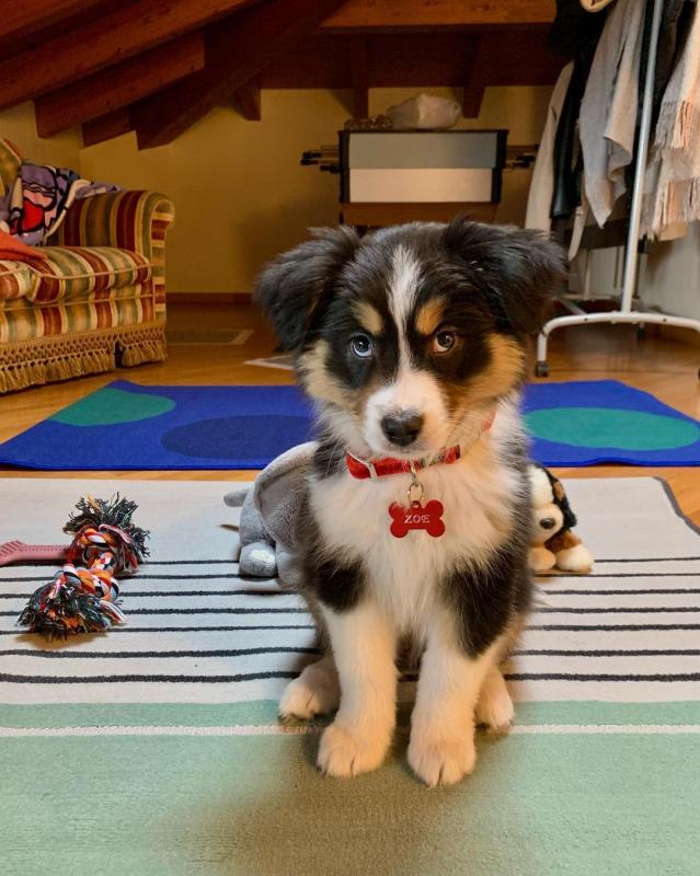 Australian Shepherd Puppies (267) 820-9095 or amandamoore339@gmail.com Image eClassifieds4u