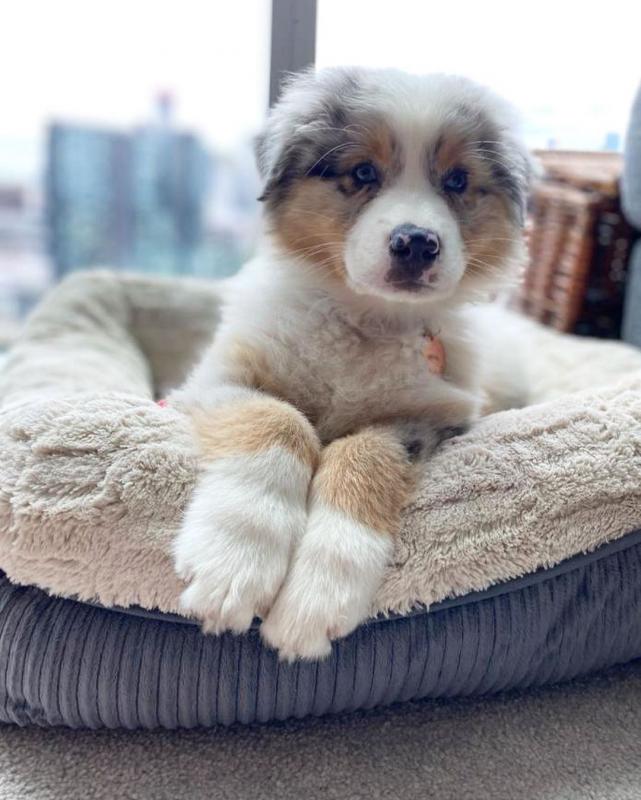 Australian Shepherd Puppies Available (267) 820-9095 or amandamoore339@gmail.com Image eClassifieds4u