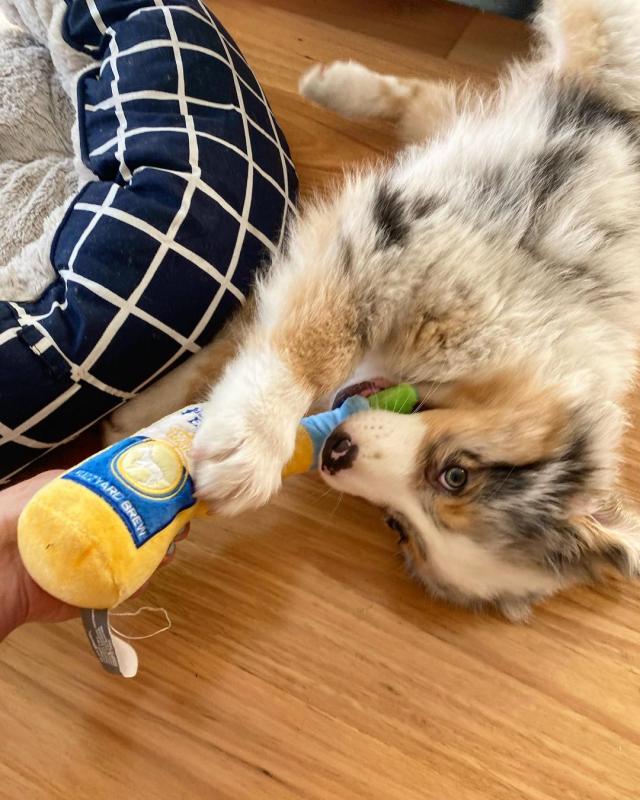 Australian Shepherd Puppies Available (267) 820-9095 or amandamoore339@gmail.com Image eClassifieds4u