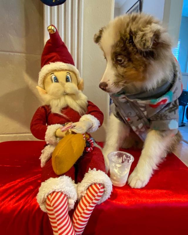 Australian Shepherd Puppies Available (267) 820-9095 or amandamoore339@gmail.com Image eClassifieds4u